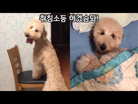 강아지계단추천