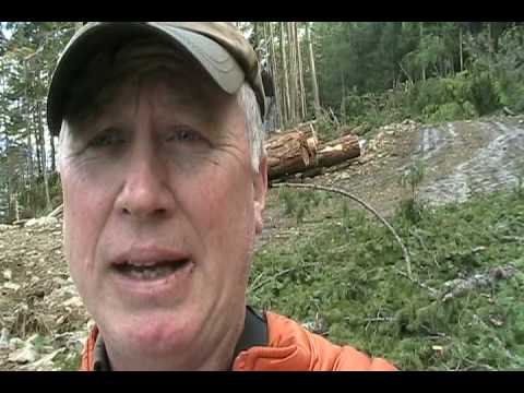 April 2009 - A recently discovered active logging operation in spotted owl habitat on Fire Mountain, located just north of Harrison Lake, British Columbia Canada has sparked calls from the Wilderness Committee for the resignation of BC Environment Minister Barry Penner. For more info about the Wilderness Committee's campaign to protect Canada's spotted owls, go to: www.wildernesscommittee.org