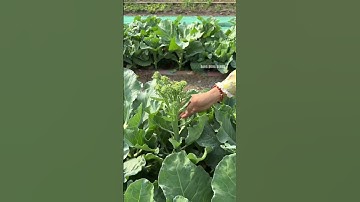 Lơ xanh baby (Bông cải xanh baby) - Rạng Đông seeds #hatgiongrangdong #rangdongseeds