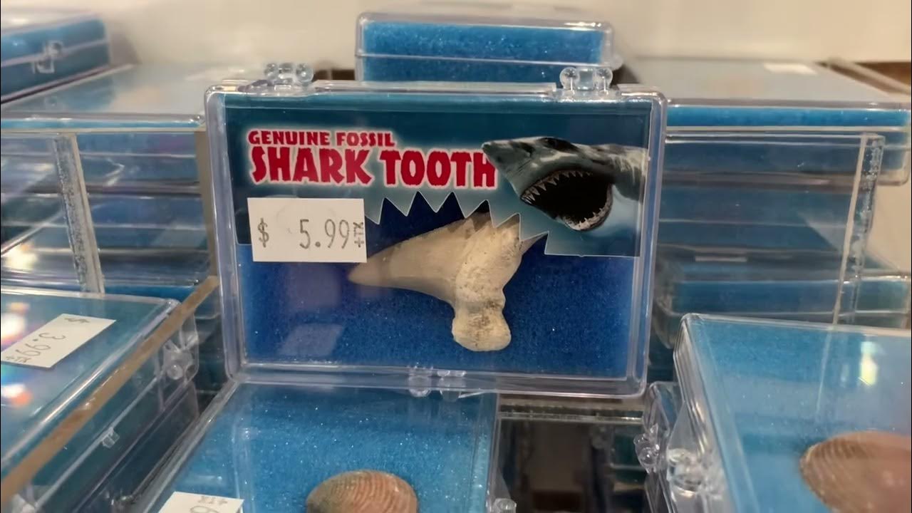 SeaQuest Aquarium Zoo Gift Shop Lynchburg Virginia YouTube