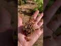 Honeybees Can Be Brutal This Is How They Kill A Queen Bee Honeybees Can Be Brutal This Is How They Kill A Queen Bee