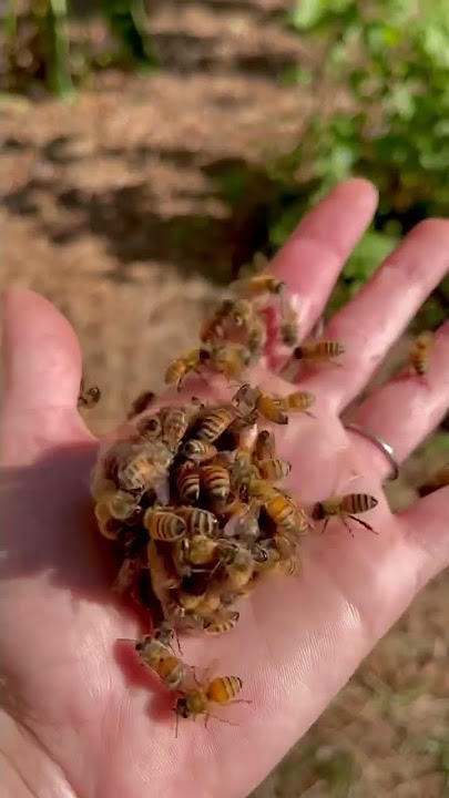 Honeybees can be brutal. This is how they kill a queen bee.
