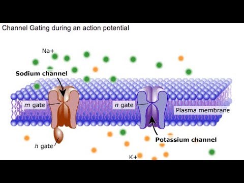 Video: Ano ang potensyal ng potassium equilibrium?