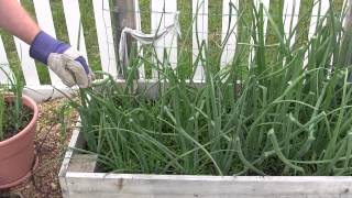Visit my blog at http://www.town-farming.comin this video, i show you
how to harvest green onion stalks. don't pull up the entire plant
because stalks...