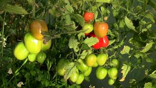 Using Comfrey to Improve Tomato Harvest - 60 Second Gardening
