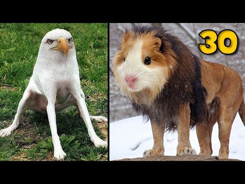 30 ภาพ เมื่อสัตว์ทุกชนิด ผสมพันธุ์กันได้ มันจะเป็นยังไง | OKyouLIKEs