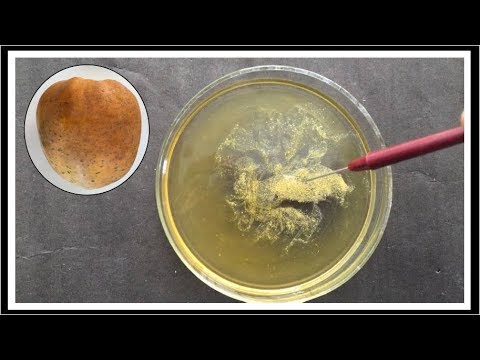 Isolation of DNA from Papaya ( हिंदी में )