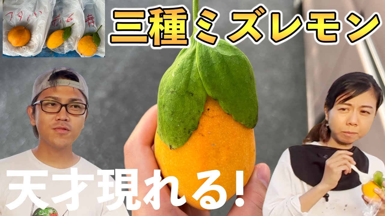 Super rare] Comparison of three kinds of Mizu Lemon (passion