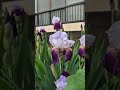 #극락조 #꽃 #자연 #생화