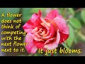 ROSE FLOWER INSPIRATIONAL QUOTES