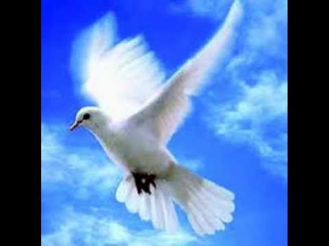 ჩიტი-გვრიტი