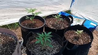 Outdoor Auto Update BONUS!!!💚💚