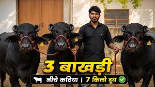 मंदे भाव की 3 ग्याभीन बाखडी 20 किलो की Vikas Dairy farm करेला Haryana ✅