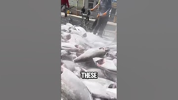 Het lossen van tonijn is een wilde klus 🤯😱 #geweldigefeiten #interessantefeiten #ytshorts
