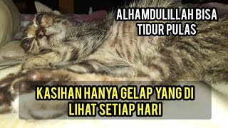 Begini Anak Kucing Buta Di Saat Tidur Kasihan Banget Ini Kondisinya Sekarang..!