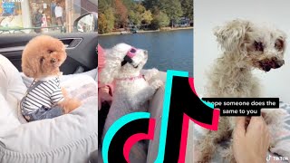 Cutest Poodle TikTok Compilation 2021 | Dogs Of TikTok