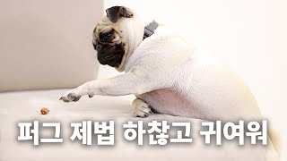 돈 내고 일하세요. 퍼그로 사심 채우는 강형욱ㅣ견종백과 퍼그편