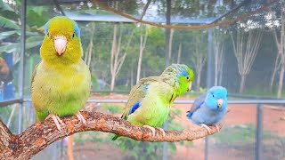 Cute Bird Sounds 1 Hour - forpus parrot bird talking sounds in the morning