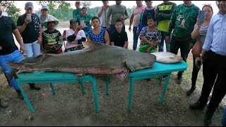 Récord bagre de 145 libras con línea de mano, Así termina encuentro de pesca en el Charcon Guaviare.