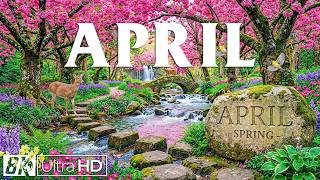 April 2026 – Spring Flowers 4K 🌸 Floral Wonderland, Cherry Blossoms and Peaceful Morning screenshot 5