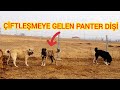 ÇİFTLEŞMEYE GETİRİLEN PANTER DİŞİ  GÜZEL BIR KANGAL