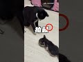 【傻眼貓咪】菜鳥揮超派喵拳護食 原住民貓秀無言表情｜貓｜護食