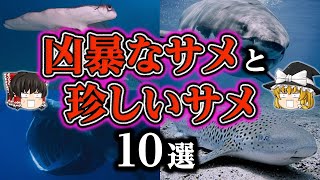 【ゆっくり解説】絶対に知っておきたいサメの謎！凶暴なサメや珍しいサメもご紹介！