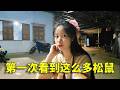 第一次看到这么多老鼠和松鼠#老挝 #农村生活 #抓老鼠 #老挝媳妇