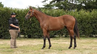 Lot 102 Sacred Falls   Miss Lioness. Inglis Melbourne Premier Sale