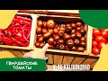Гвардейские томаты в Калининграде ! Вкуснейшие овощи из гвардейских теплиц / VLOG: KALININGRAD 16