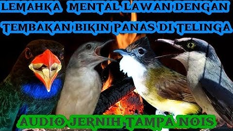 tembakan mesit jahit, roll tembak kasar |tengkek buto kapas tembak cucak jenggot dan jinjing petulak