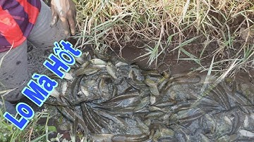 Bắt cá cạn ngoài ruộng, cá rô cá lóc nằm đặc vũng | Bông lúa Miền Tây