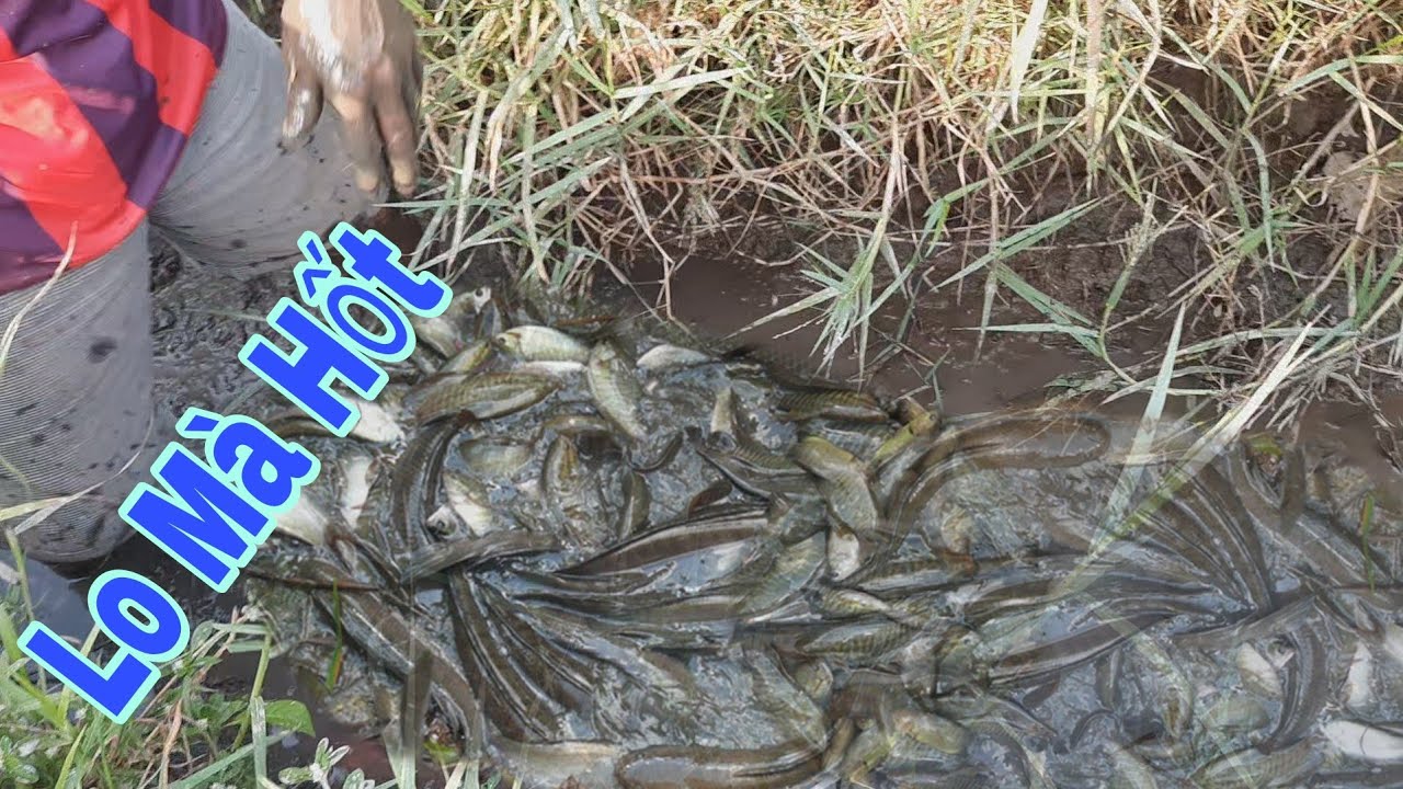 Bắt cá cạn ngoài ruộng, cá rô cá lóc nằm đặc vũng | Bông lúa Miền Tây ...