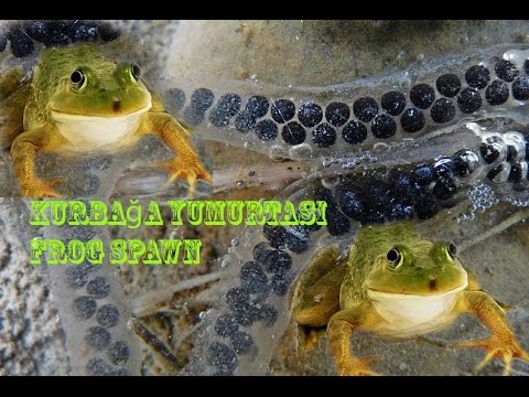 Toad Eggs Kurbaga Yumurtalari Ve Suda Ciftlesen Kurbagalar Youtube