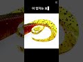 광어다운샷 웜 어떤걸 준비해야 될까? 캣츠크로우 모비딕테일!!  #광어다운샷 #광어낚시 #선상낚시 #우럭낚시 #서해낚시 #캣츠크로우 #민교네낚시점