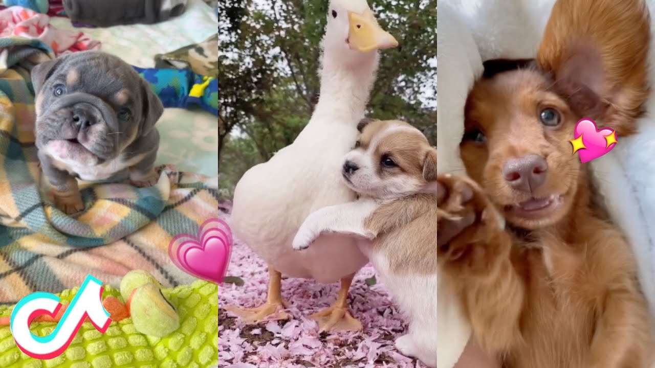 These Are the CUTEST Pets on Tik Tok 🥰 - YouTube