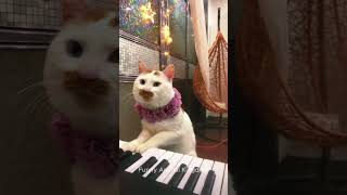 Pov Your Cat Decides To Be A Concert Pianist Now