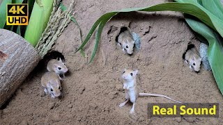 Cat TV mouse digging burrows / holes in sand , playing and squeaking 8 Hour 4k UHD
