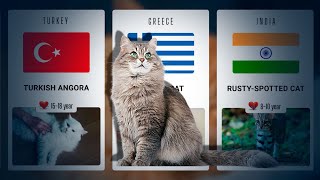 Cat Breeds From Different Сountry. Playful Cat Breeds