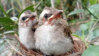 The first day a new baby trucukan bird grows full feathers on its wings by Unique birds 99 795 views 4 weeks ago 8 minutes, 9 seconds