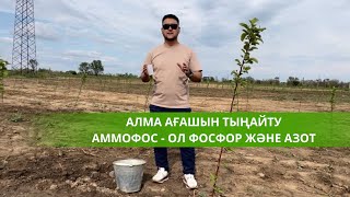 Алма ағашын фосформен тыңайту