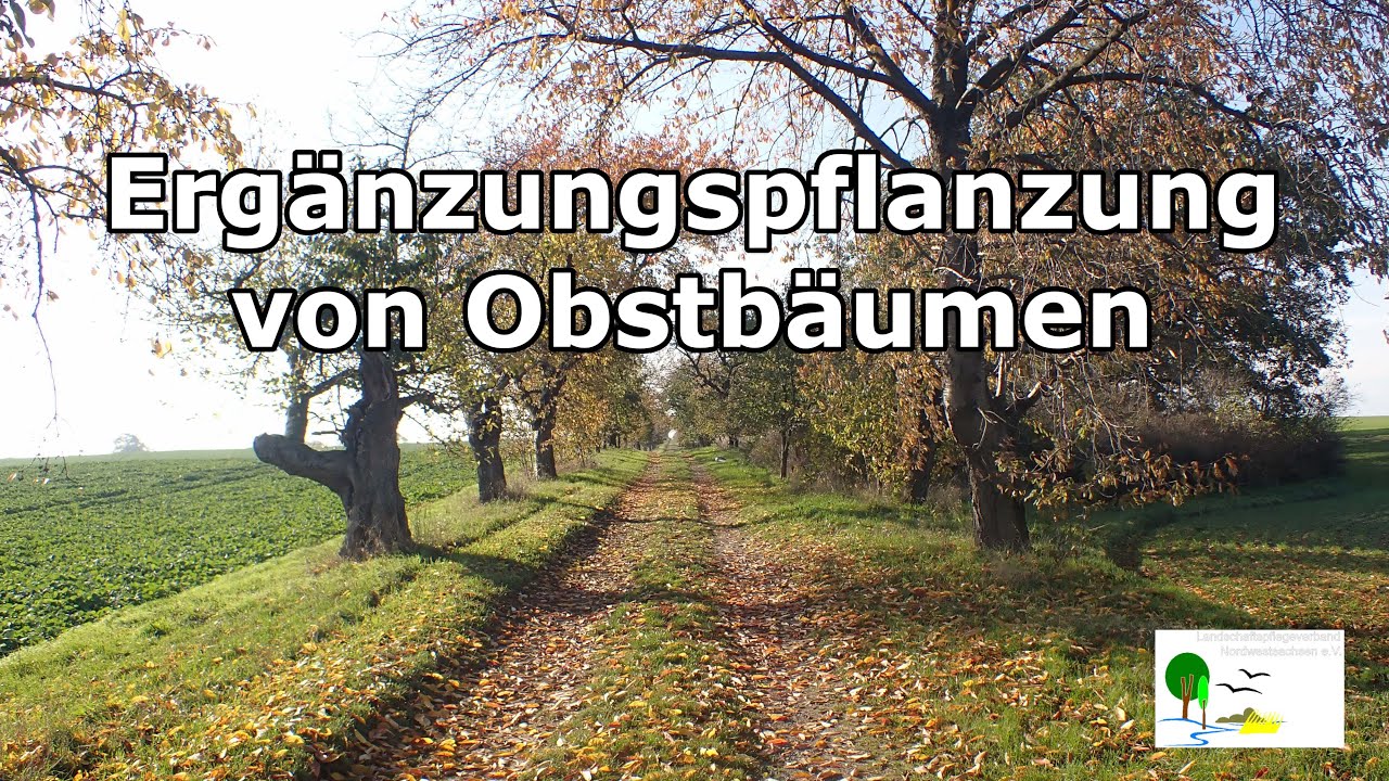 Crowdfunding Ergänzungspflanzung von Obstbäumen