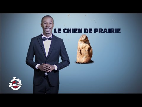 Vidéo: Trouble De La Reproduction Masculine Chez Les Chiens De Prairie