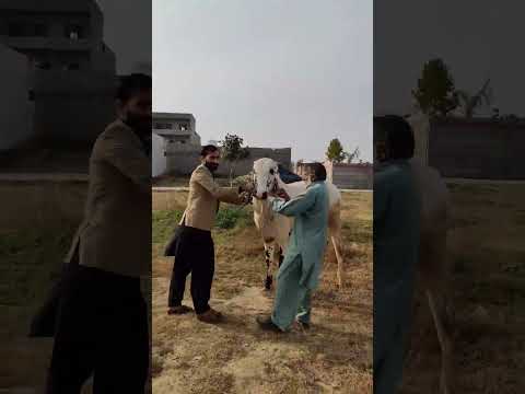 Angry Bull Ran Away | Full Fateh Jhangi Athra Dand | Bakra Eid 2024 | Domail Mandi.