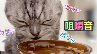 猫のご飯タイム〜ひたすら咀嚼音