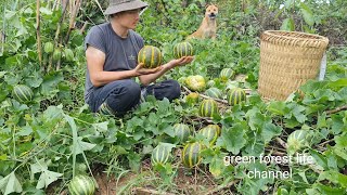 Process of planting and caring for upland melons until harvest. Survival Instinct, Wilderness Alone