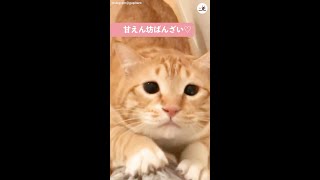 【しょんぼり顔の上目遣いは悩殺級！？】おかわり欲しさに甘ーいおねだり♡