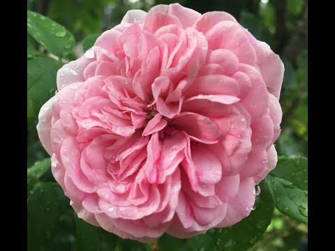 2- LEONARD DE VINCI, French Shrub Rose Meilland, hồng bụi Pháp, 法国灌木玫瑰, французская кустовая роза