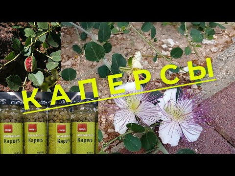 Каперсы, как растут, полезные свойства, использование каперсов