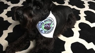 Black Miniature Schnauzer Puppy: Watch Winston Grow, first 12 months